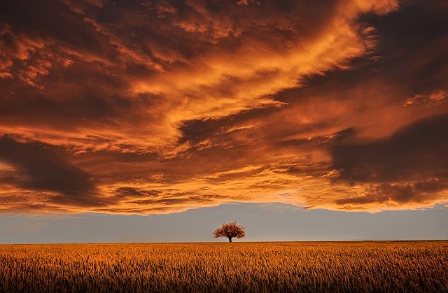 illustratie van mooie hemel, een veld en een boom